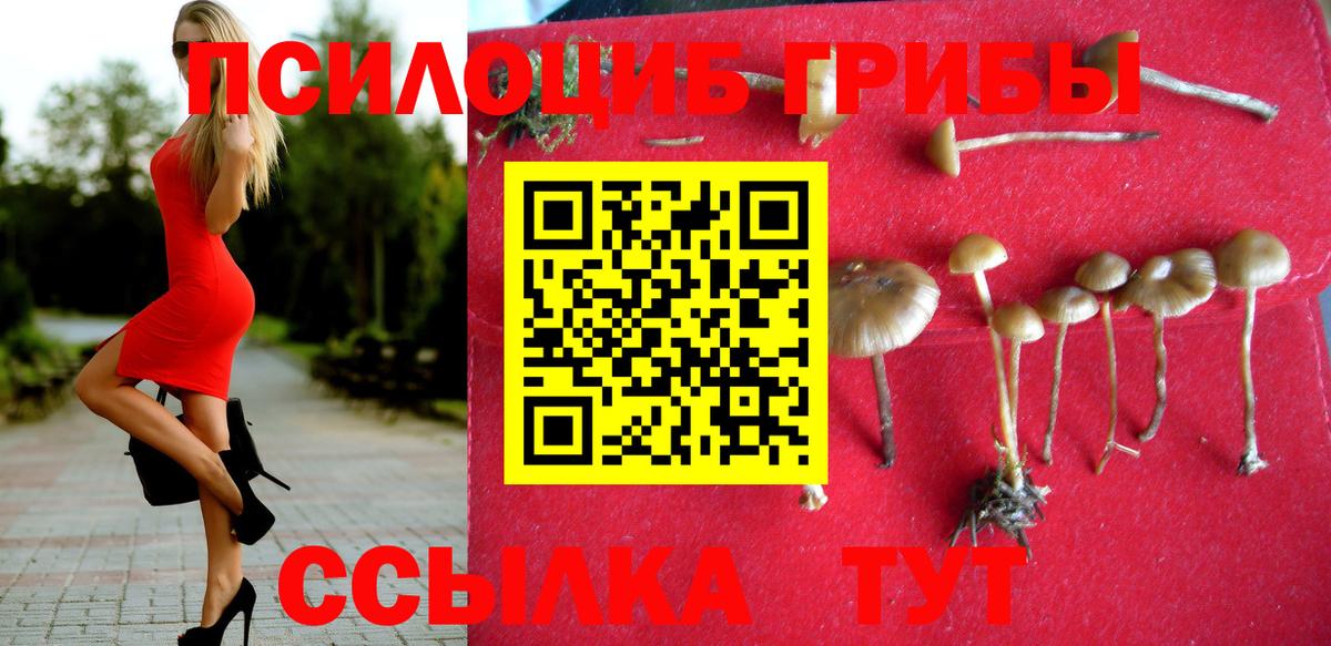Сальск  Псилоцибиновые грибы Cubensis  Вход с VPN 
